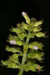 Slender wild basil